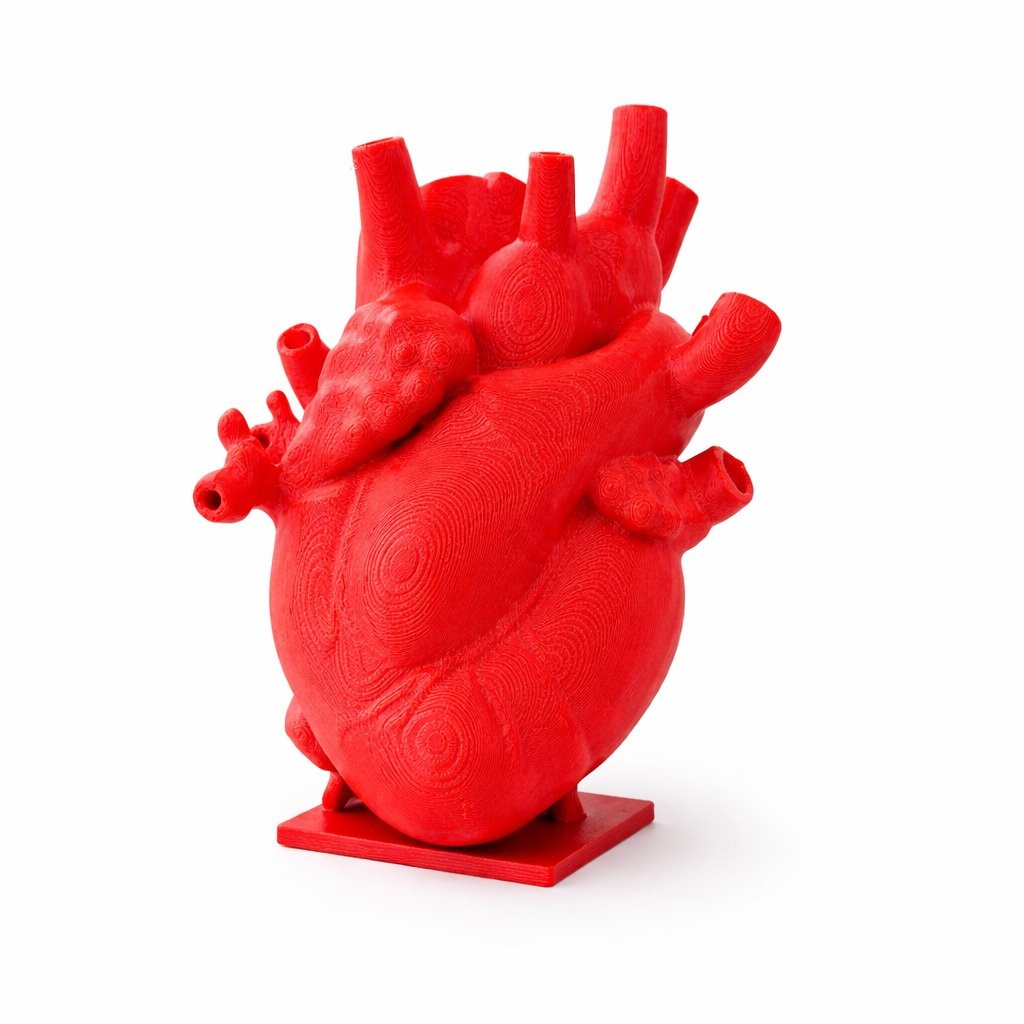 Decoração Estudo Unversitário Coração Anatômico Profissional Enfeite Anatomia